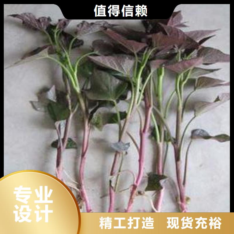 紫薯苗紅薯粉廠家優質材料廠家直銷