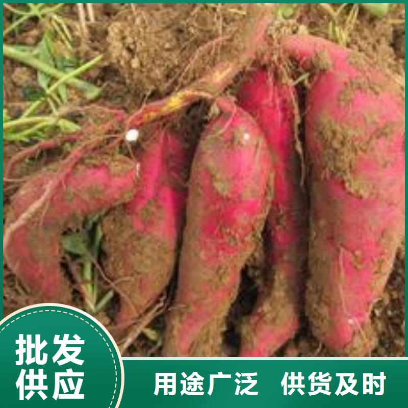 【紫薯苗】紫薯粉好產(chǎn)品價(jià)格低