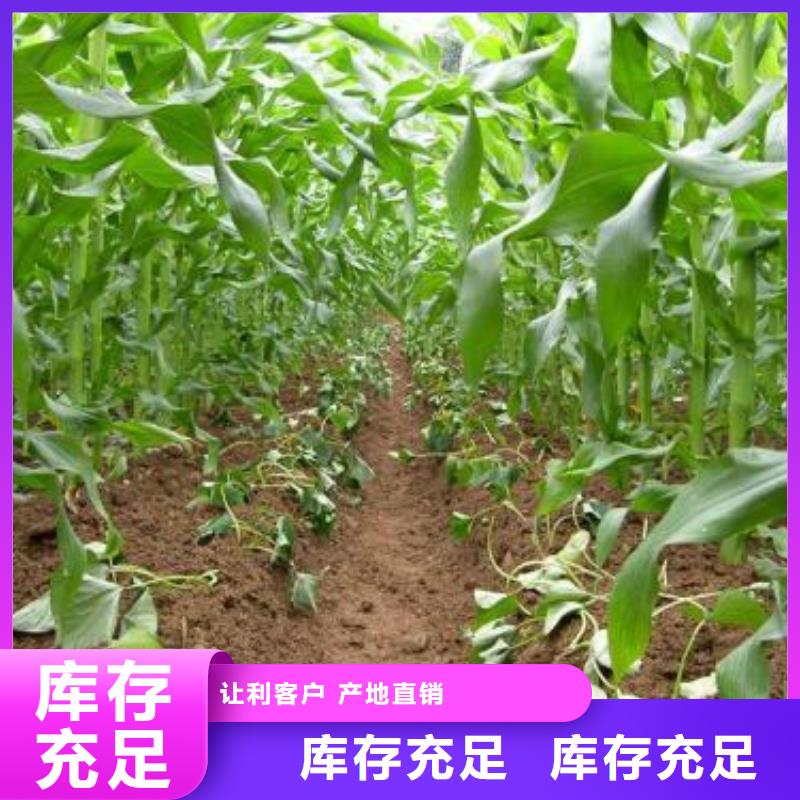 紫薯苗羽衣甘藍粉多年經驗值得信賴