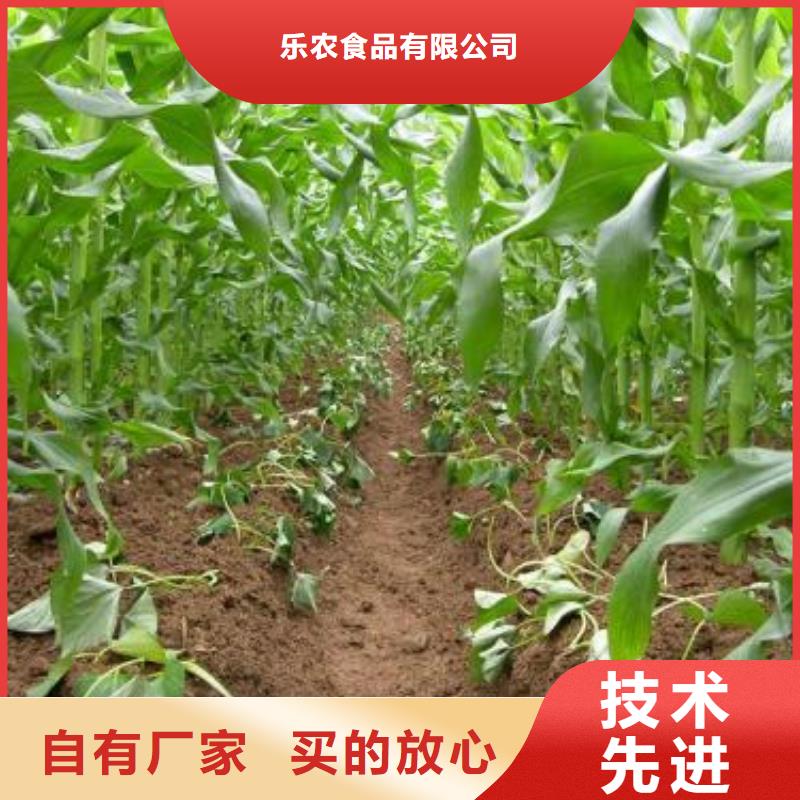 紫薯苗紅薯粉廠家優(yōu)質(zhì)材料廠家直銷