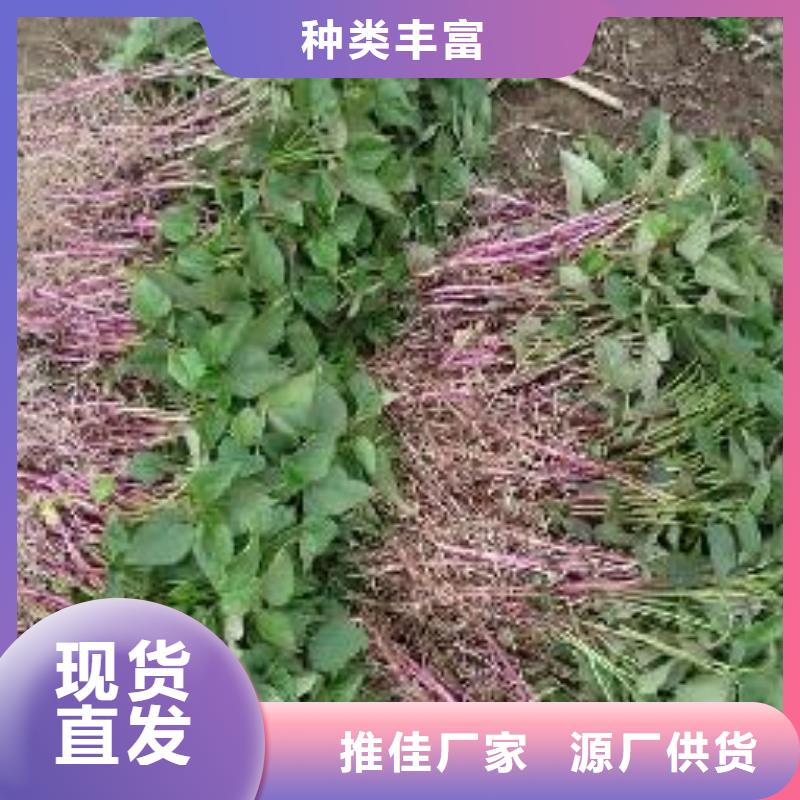 紫薯苗【羽衣甘藍粉】匠心打造