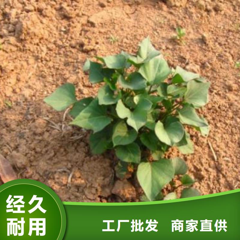 紫薯苗-羽衣甘藍粉專業(yè)廠家