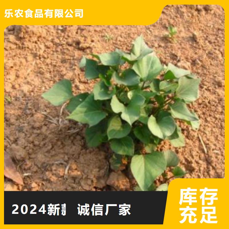 紫薯苗【羽衣甘藍粉】來圖定制量大從優