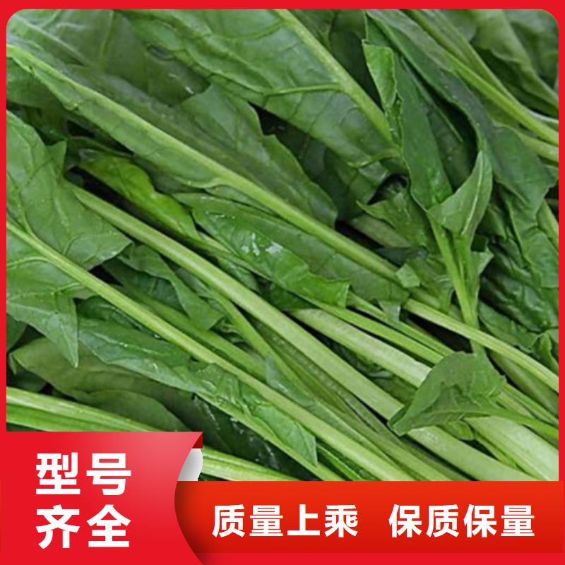 绿色菠菜粉厂家资质齐全