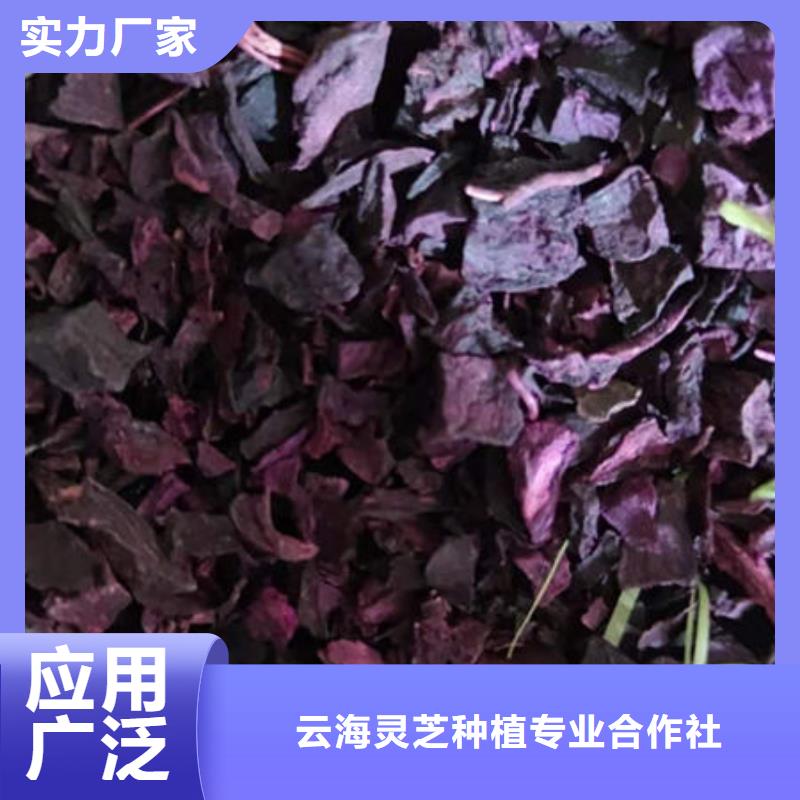 【紫薯丁】破壁靈芝孢子粉懂您所需