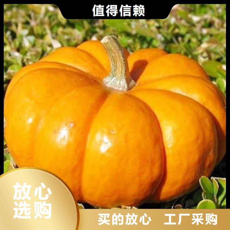 【南瓜丁_灵芝破壁孢子粉用的放心】
