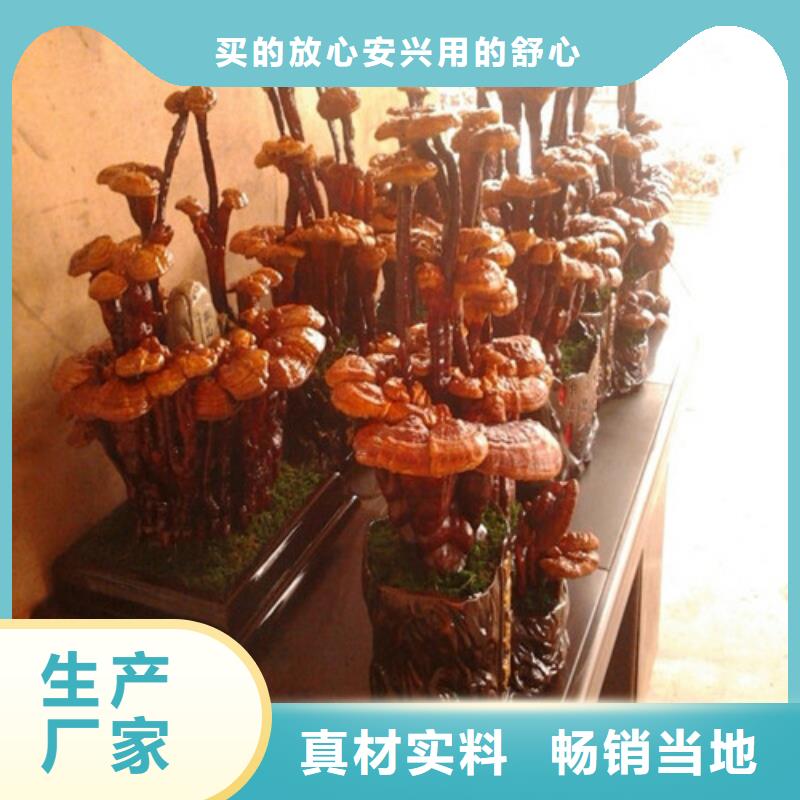 新鮮靈芝廠家價格合理