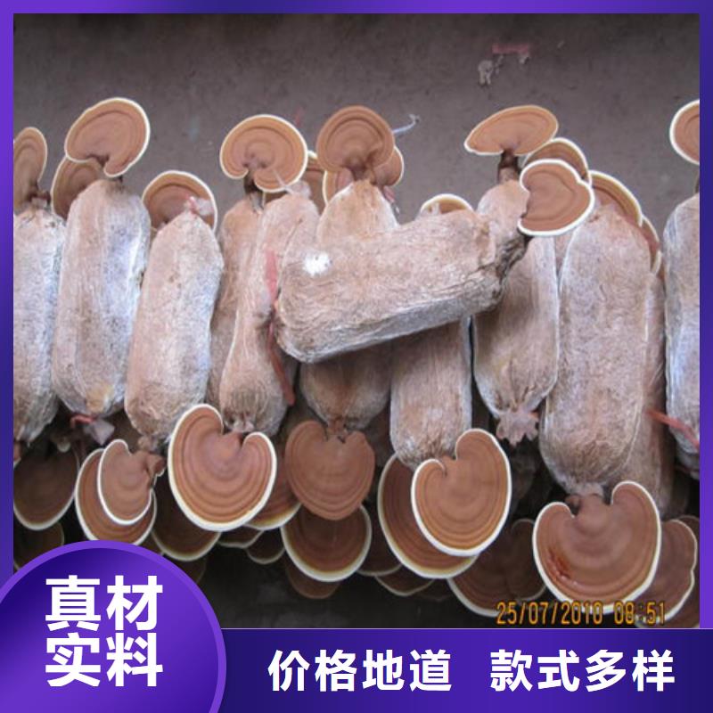 
靈芝超細(xì)粉企業(yè)-可接大單