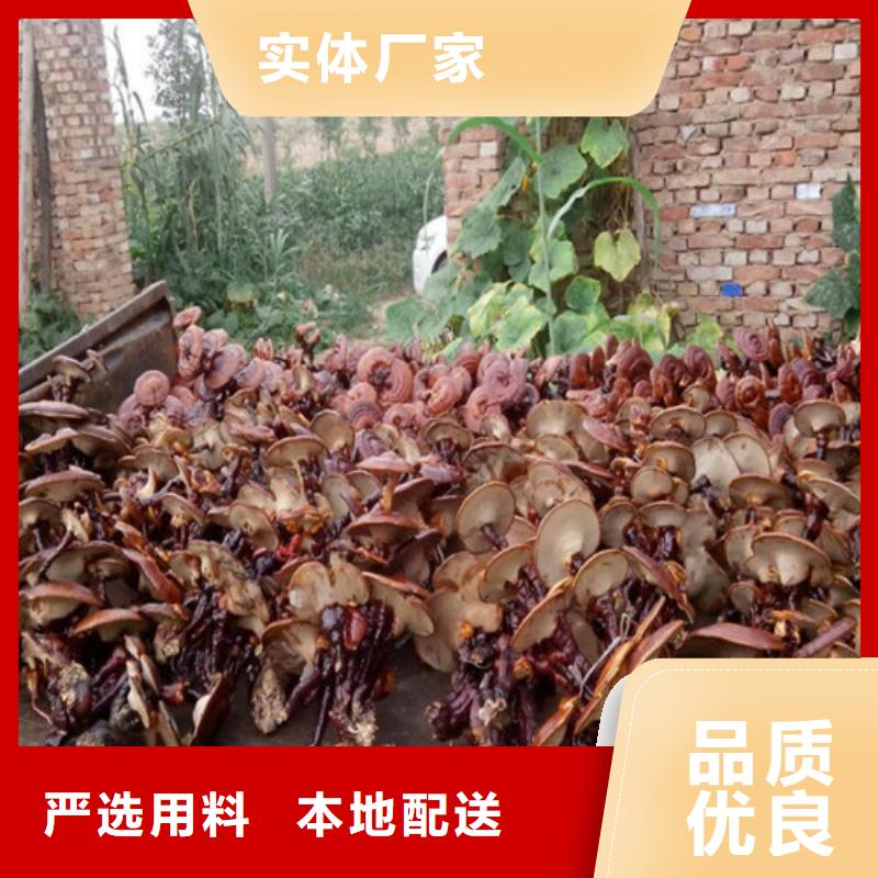 多年專(zhuān)注
靈芝粉生產(chǎn)的廠家