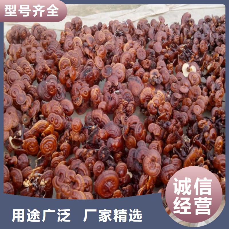 現貨供應靈芝煲湯_品牌廠家