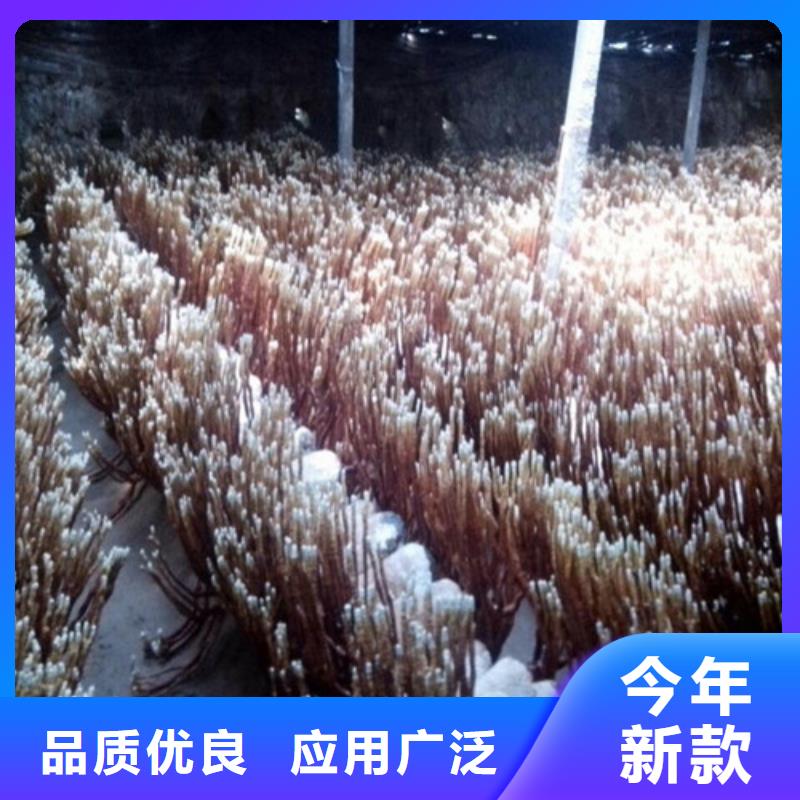 破壁靈芝粉大廠家售后無憂