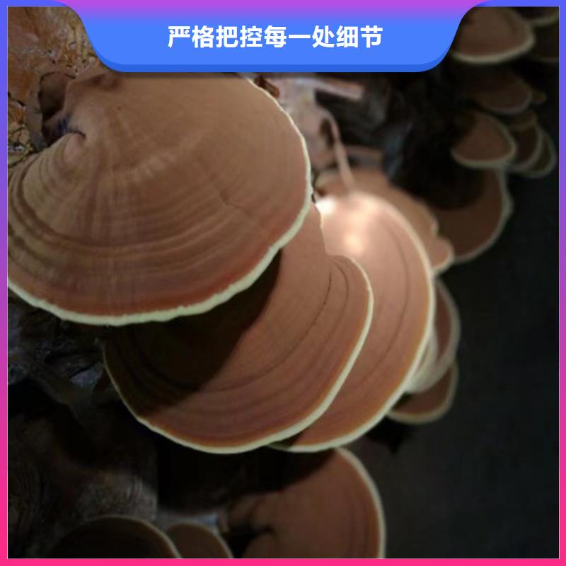 破壁靈芝粉大廠質量可靠