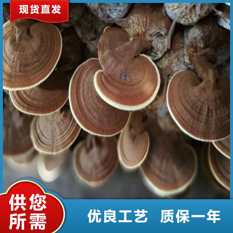 
靈芝超細(xì)粉_廠家批發(fā)_產(chǎn)地貨源