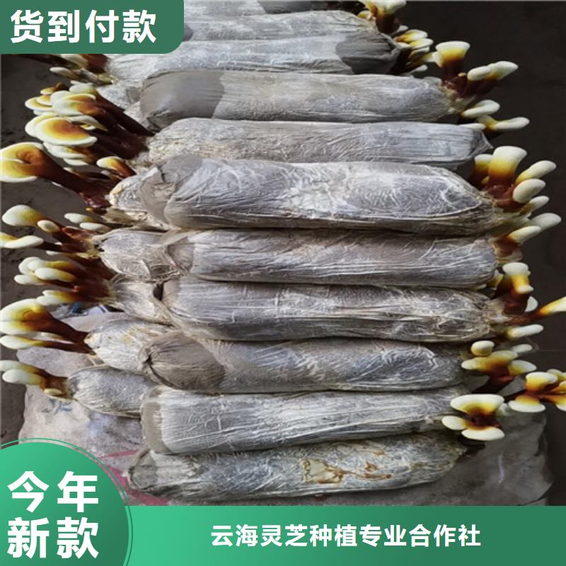 常年供應靈芝超細粉-報量