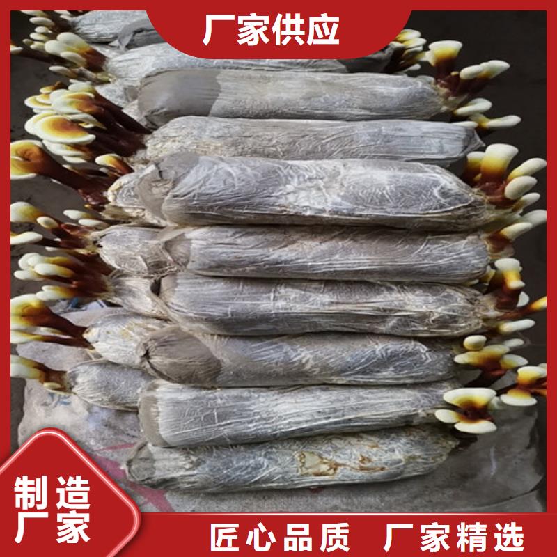 價(jià)格合理的靈芝孢子粉供應(yīng)商