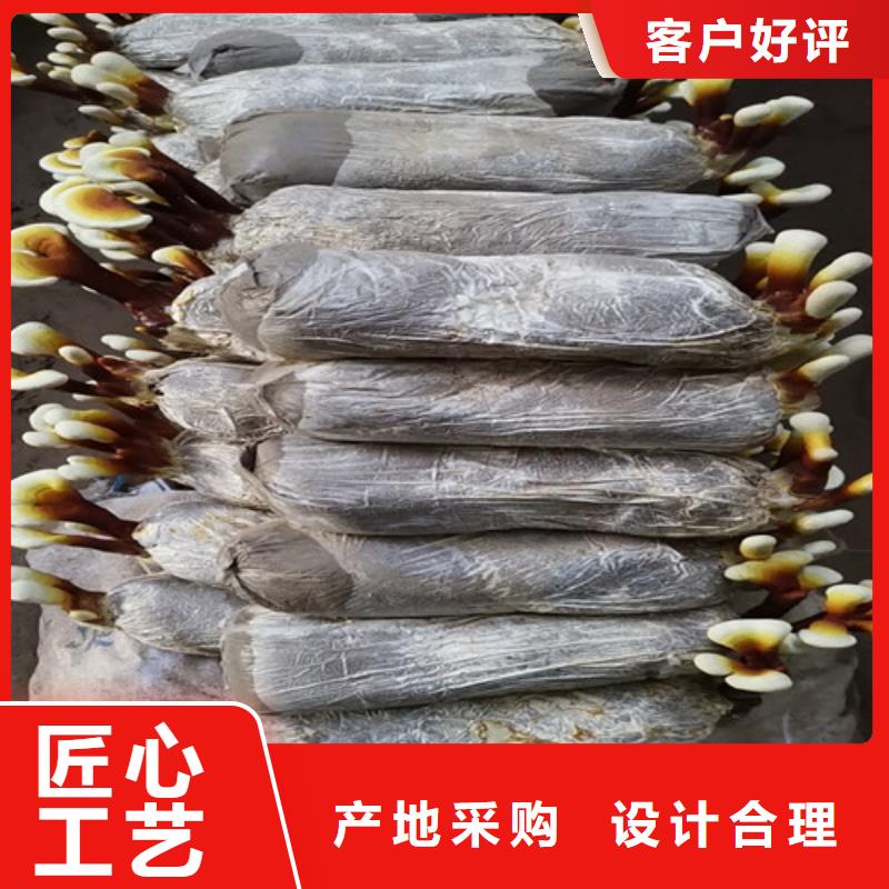 靈芝多年行業(yè)經(jīng)驗