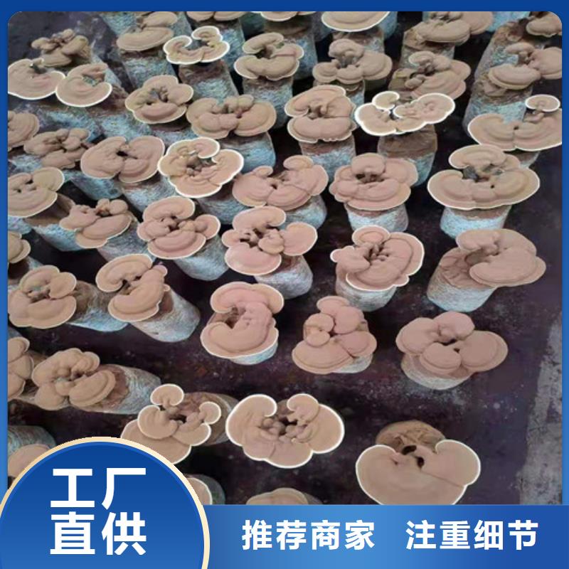 
靈芝超細(xì)粉企業(yè)-好品質(zhì)