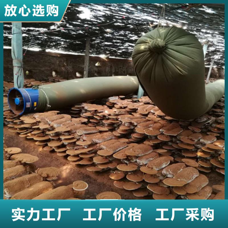 靈芝孢子粉廠家量大優惠