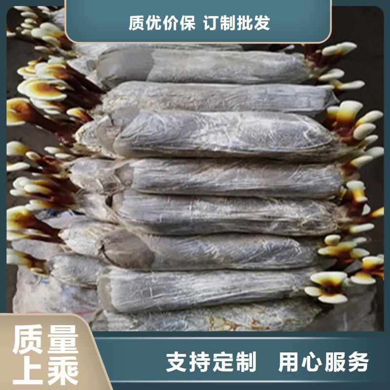 破壁靈芝粉用專業(yè)讓客戶省心