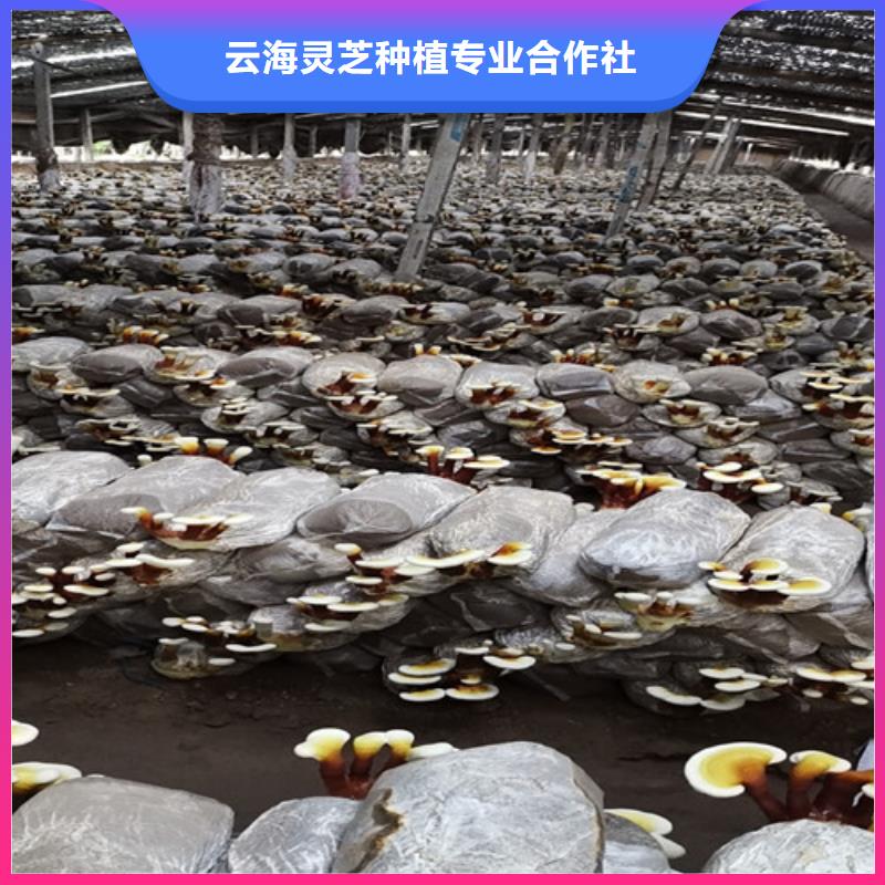 
靈芝超細(xì)粉生產(chǎn)廠(chǎng)家歡迎致電