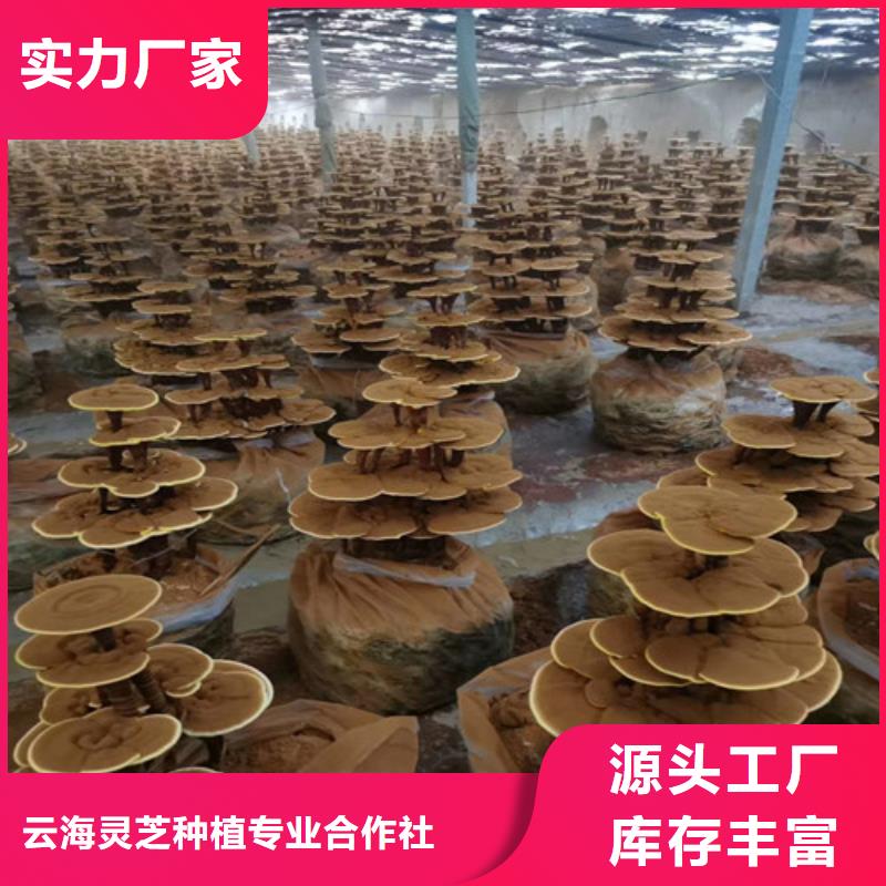 靈芝超微粉品牌廠家價格優(yōu)惠