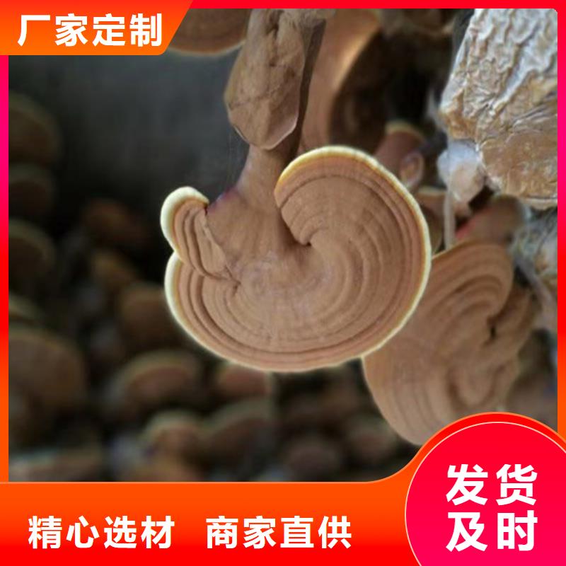 定做靈芝孢子粉的生產(chǎn)廠家