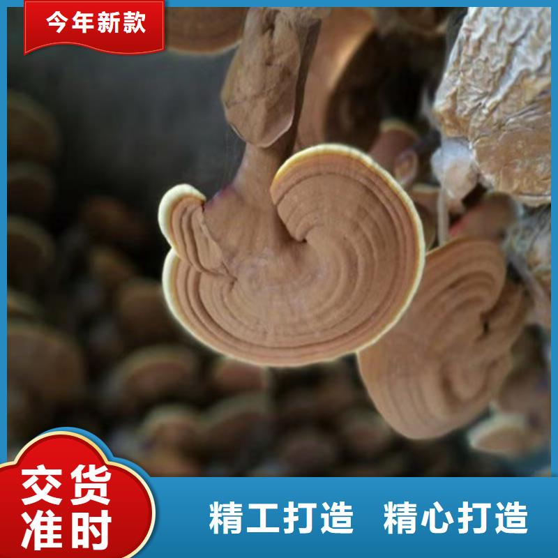 靈芝超微粉品牌廠家價格優(yōu)惠