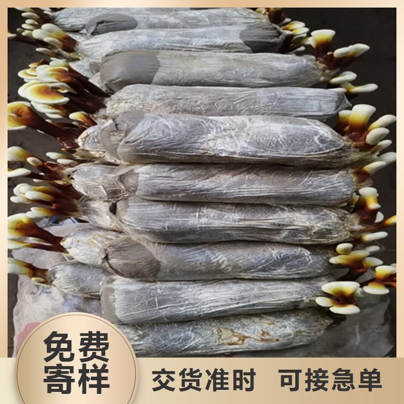 靈芝孢子粉廠家-點擊領取樣品