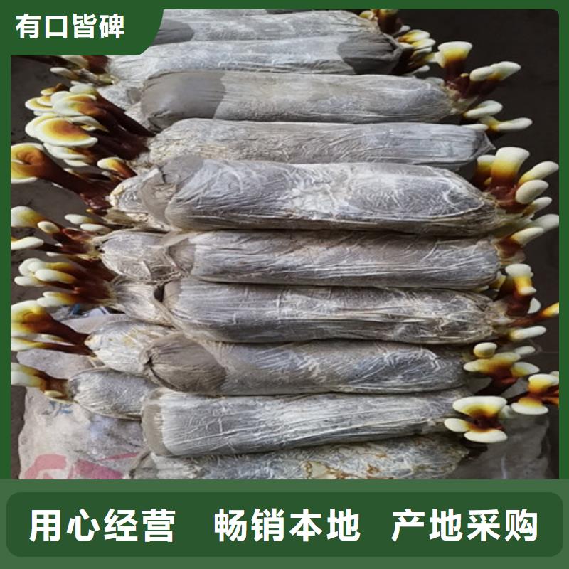 供應靈芝超細粉_品牌廠家