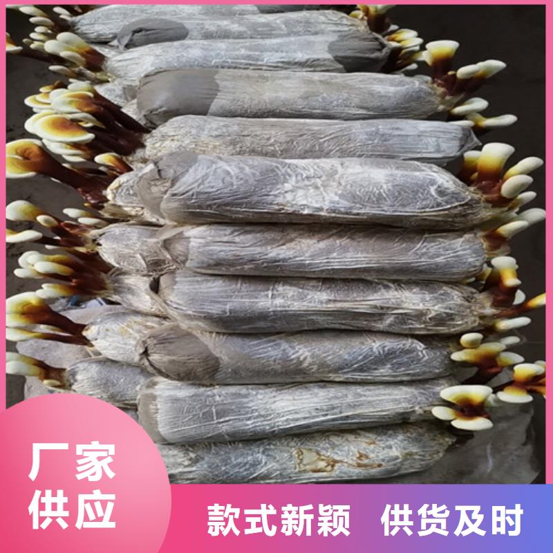 靈芝超微粉大量現(xiàn)貨充足