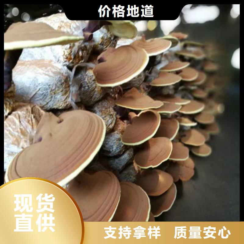 質量優的破壁靈芝孢子粉品牌廠家