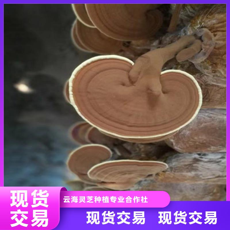 品牌的靈芝孢子粉禮盒生產(chǎn)廠家