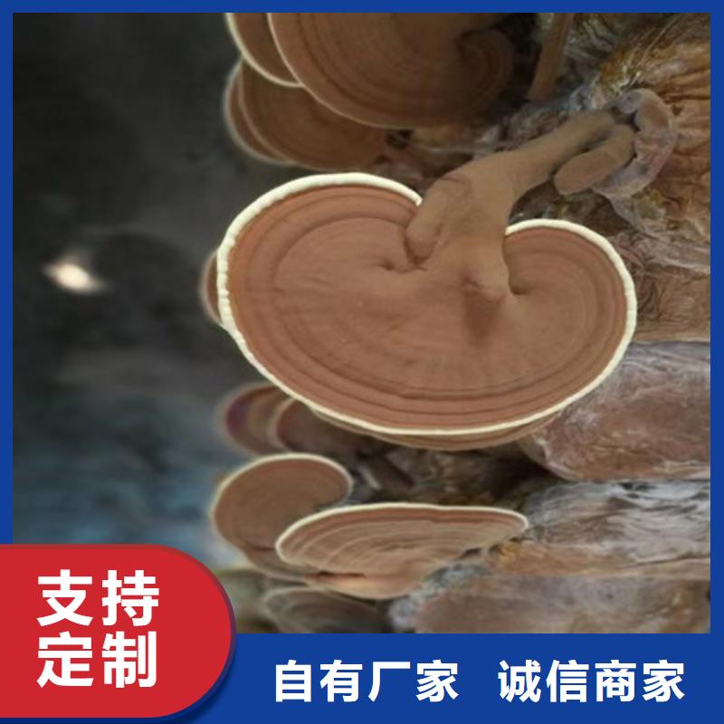 現(xiàn)貨供應(yīng)靈芝孢子_品牌廠家