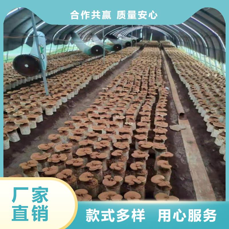 靈芝白頭、靈芝白頭廠家_大量現貨