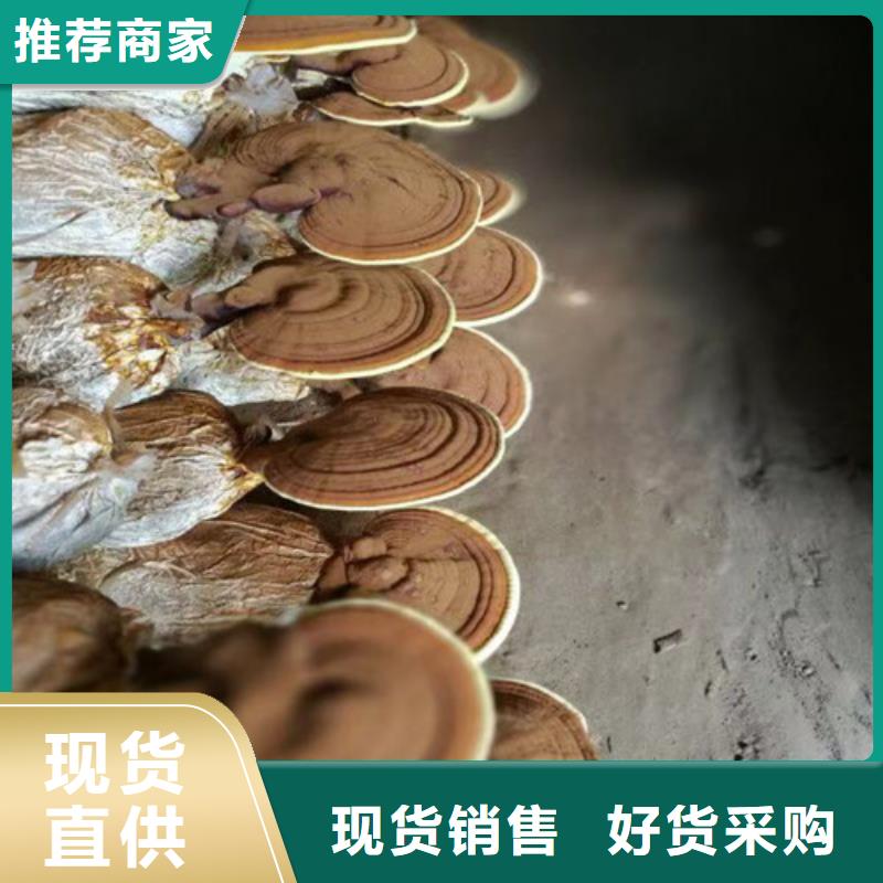 
靈芝超細(xì)粉企業(yè)-好品質(zhì)