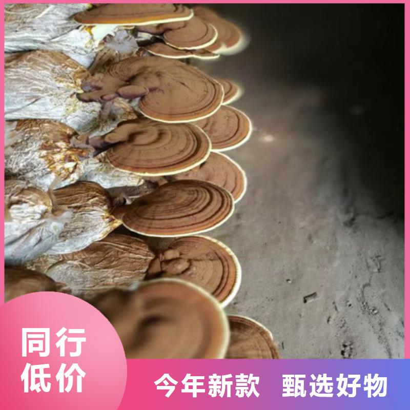 靈芝超細粉直銷品牌:靈芝超細粉生產(chǎn)廠家