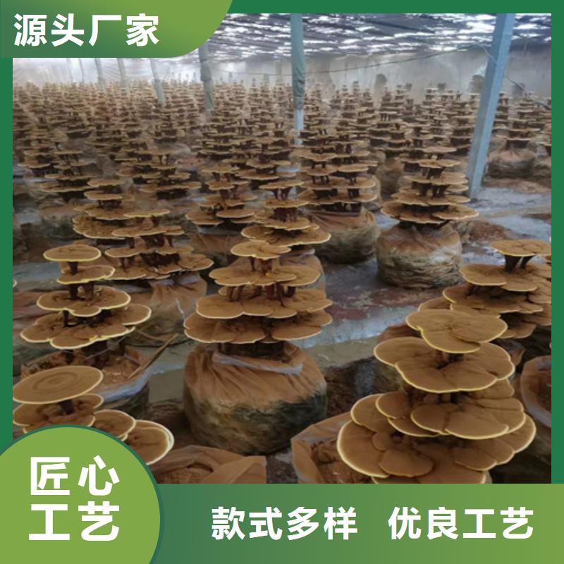 靈芝超微粉廠家發(fā)貨快