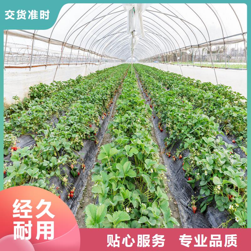 南頭鎮(zhèn)連棟大棚種植批發(fā)零售2025