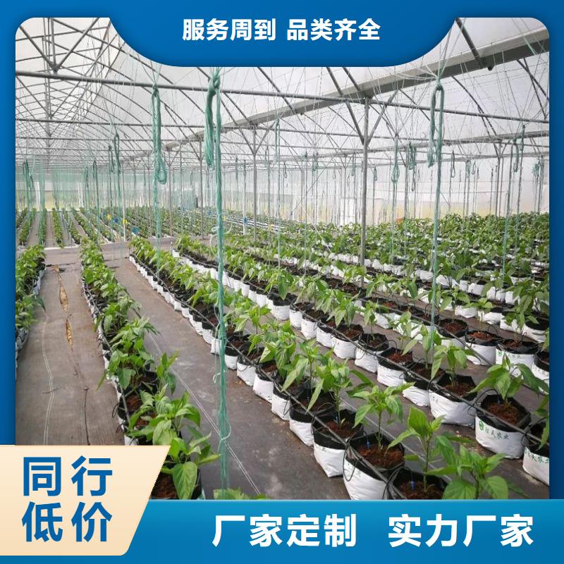 周寧連棟大棚種植擇優(yōu)推薦2025