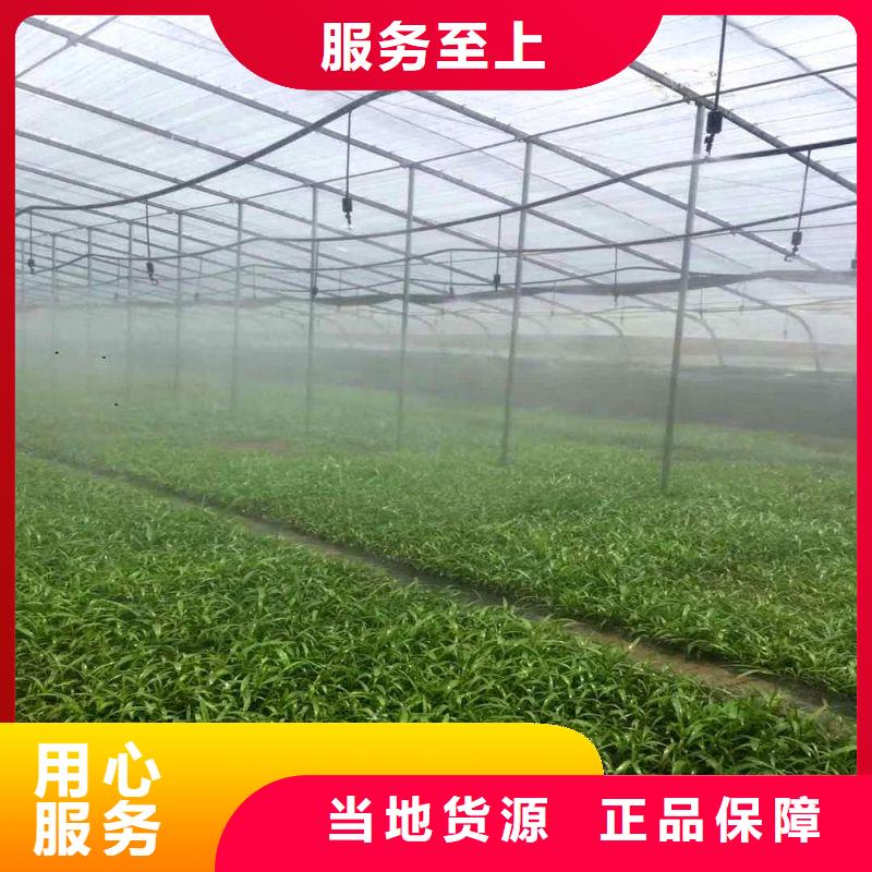 鹽邊縣熱浸連棟大棚鋼管下單