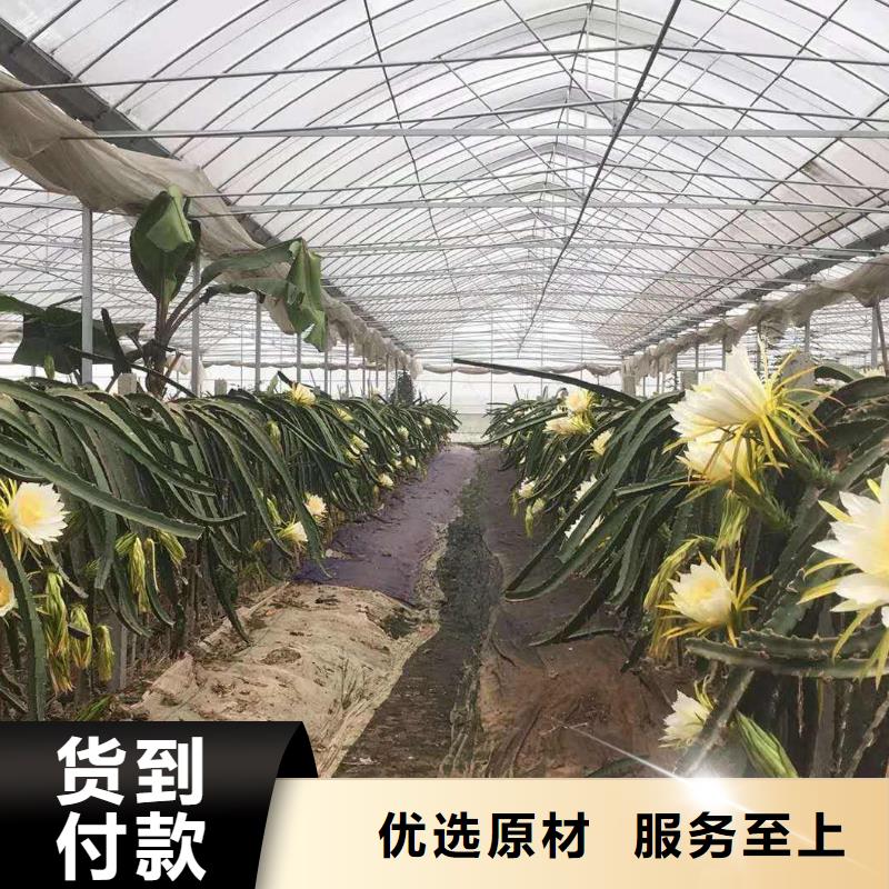 大棚管椭圆管温室大棚拒绝中间商