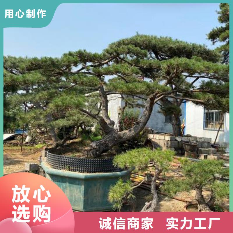 造型松造型池松多年经验值得信赖