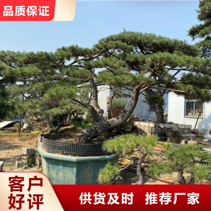 造型松_造型松基地真正让利给买家