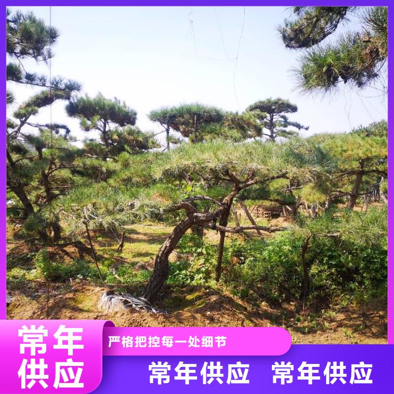 造型松-【盆景】多种规格库存充足