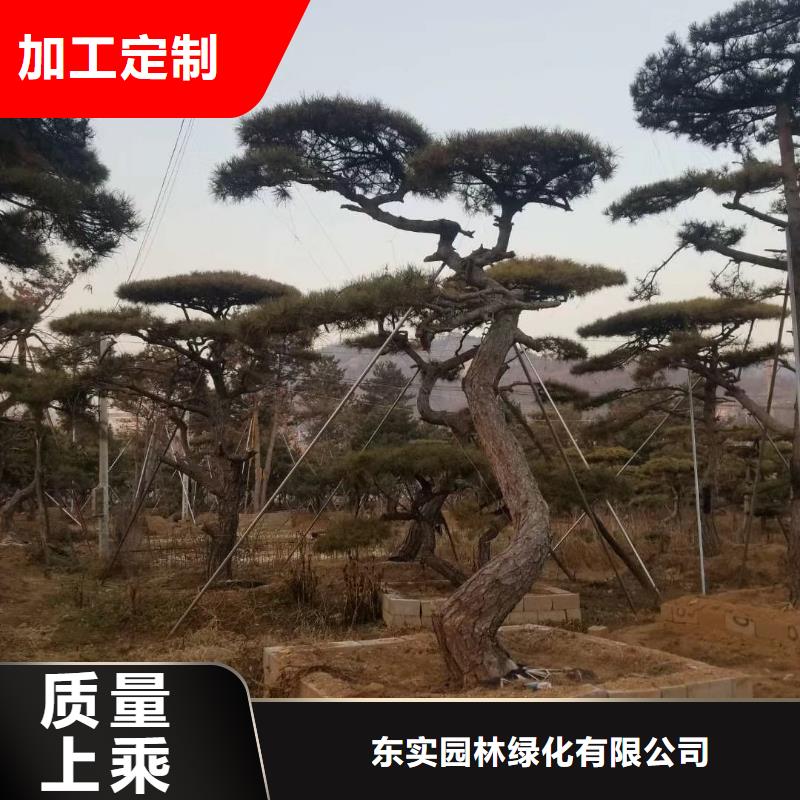 【造型松】造型松基地不只是质量好