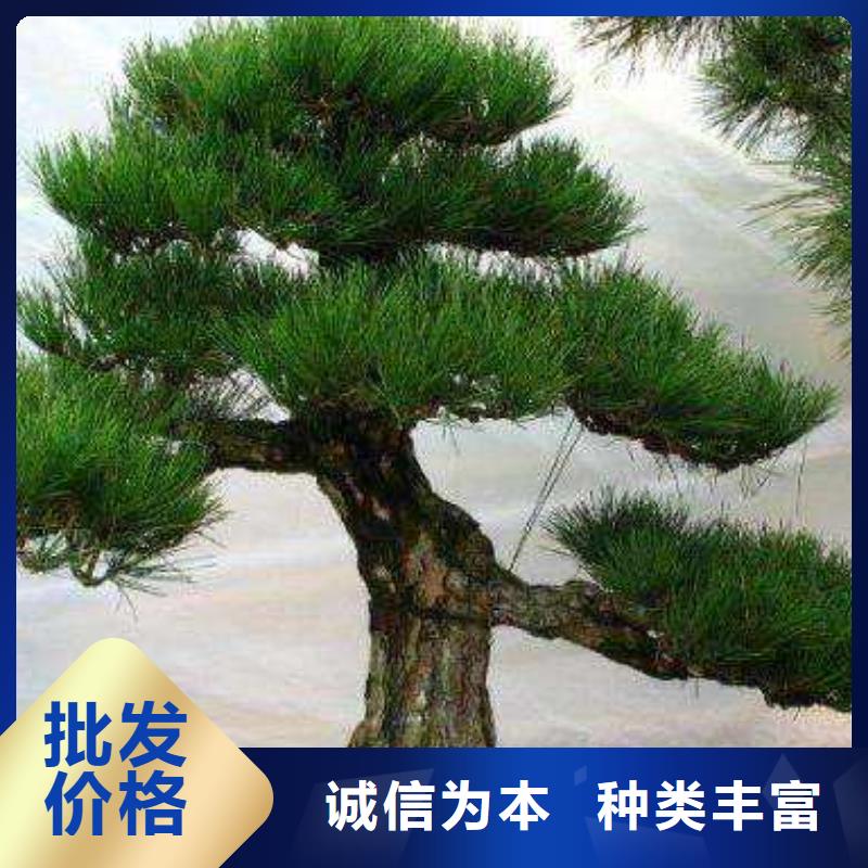  造型松N年生產(chǎn)經(jīng)驗(yàn)