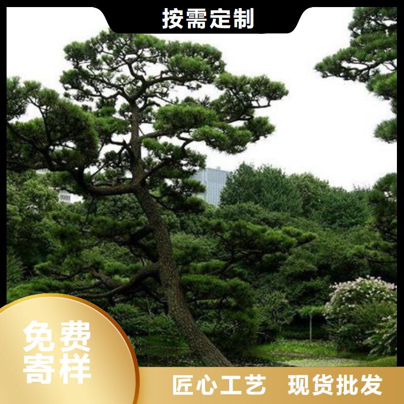 【造型松】造型松基地不只是质量好