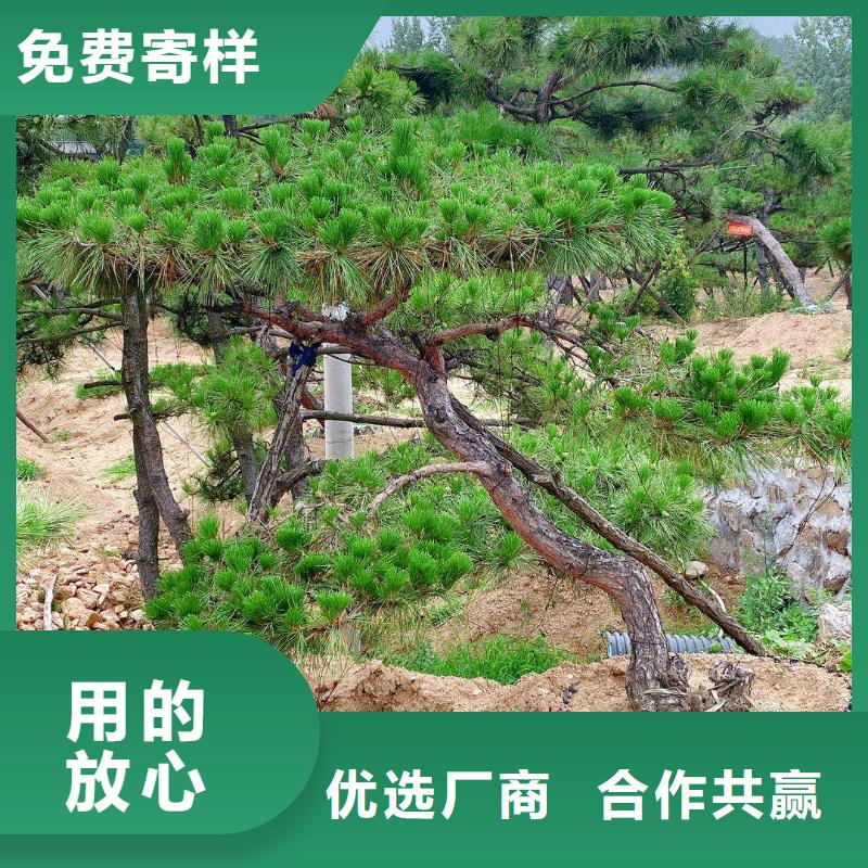 造型松-平顶松高质量高信誉