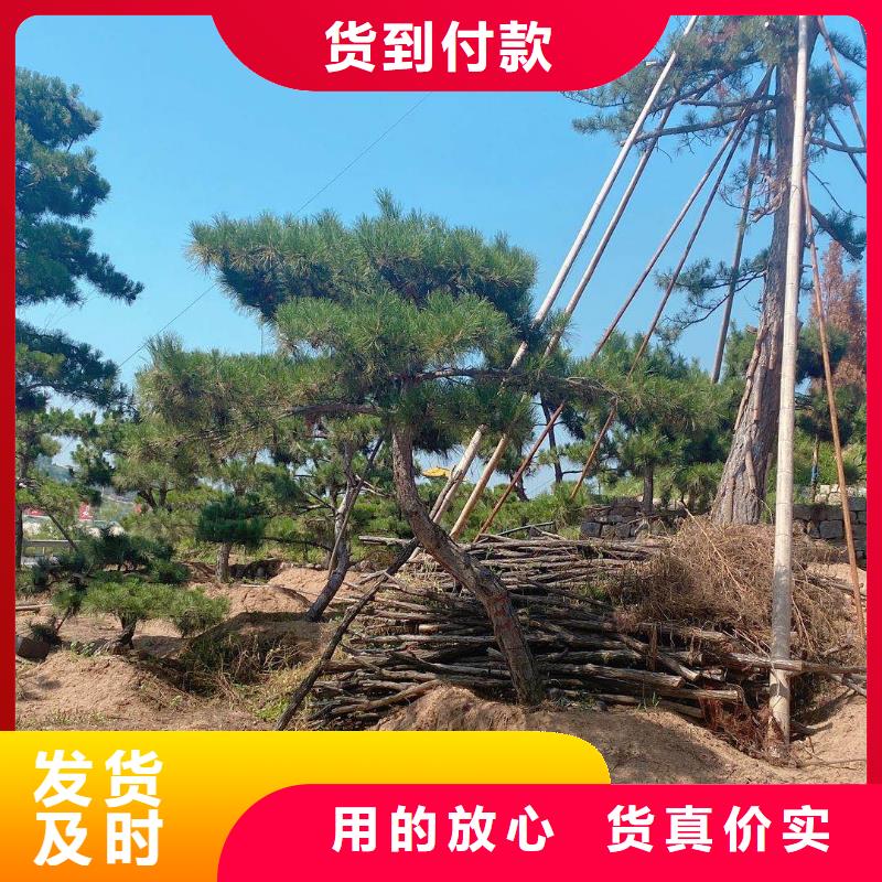 造型松造型松基地买的放心安兴用的舒心