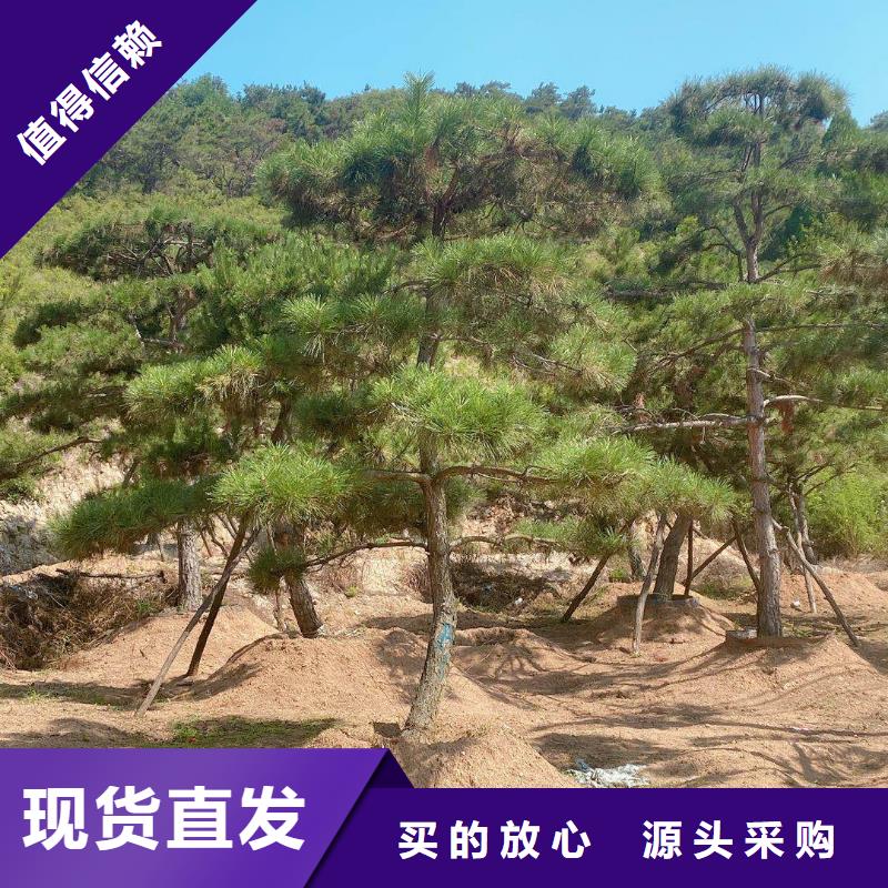 造型松-盆景款式新颖